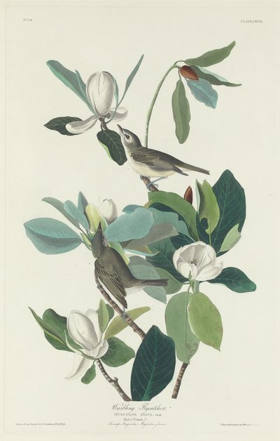 Villivä kärpässieppo, 1831. tekijältä Robert Havell