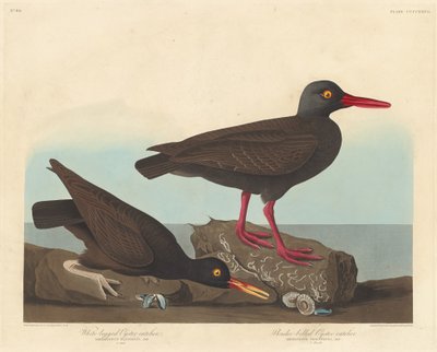 Valkojalkainen osterisieppaaja ja hoikkanokkainen osterisieppaaja, 1838. tekijältä Robert Havell