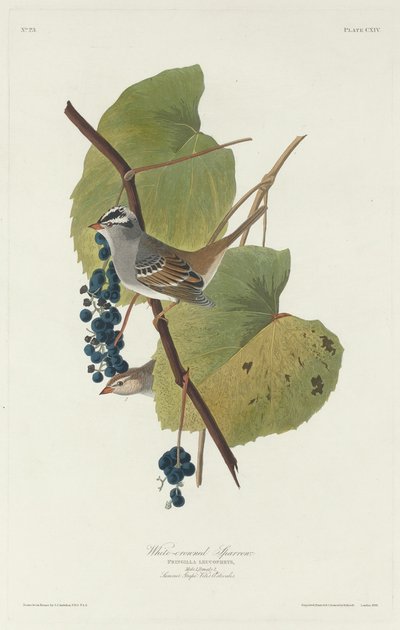 Valkokruunuinen varpunen, 1831. tekijältä Robert Havell