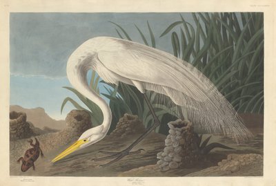 White Heron, 1837. tekijältä Robert Havell