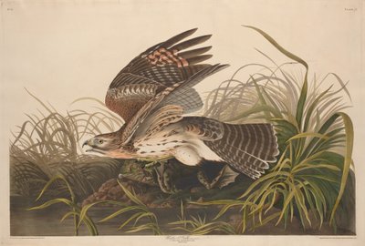 Winter Hawk, 1829. tekijältä Robert Havell