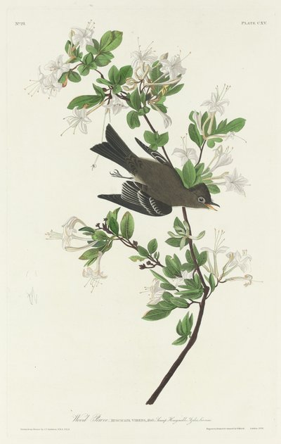 Wood Pewee, 1831. tekijältä Robert Havell