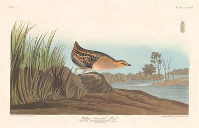 Keltarintainen rautatie, 1836. tekijältä Robert Havell