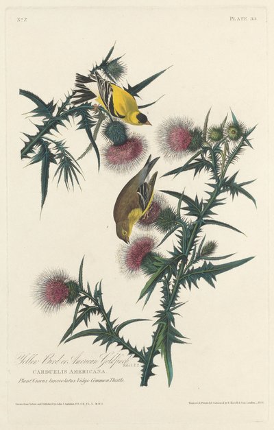 Yellow Bird tai American Goldfinch, 1828. tekijältä Robert Havell