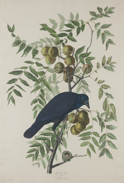 Amerikkalainen Crow tekijältä Robert Havell after John James Audubon
