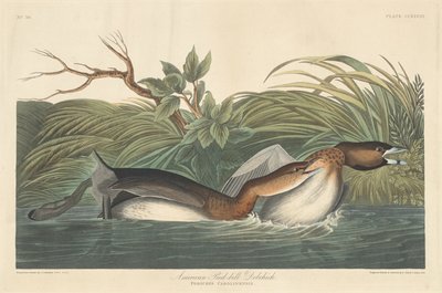Amerikkalainen Pied-Bill Dobchick tekijältä Robert Havell after John James Audubon