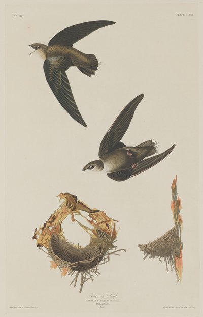 Amerikkalainen Swift tekijältä Robert Havell after John James Audubon