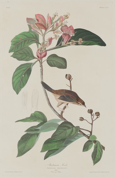 Bachmans Finch tekijältä Robert Havell after John James Audubon