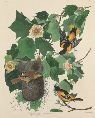 Baltimore Oriole tekijältä Robert Havell after John James Audubon