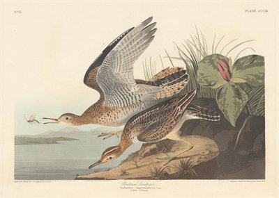 Bartram Sandpiper tekijältä Robert Havell after John James Audubon