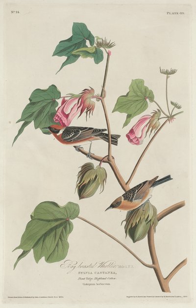 Lahtirintainen hirvi tekijältä Robert Havell after John James Audubon