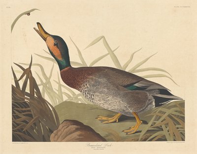 Huijattu ankka tekijältä Robert Havell after John James Audubon