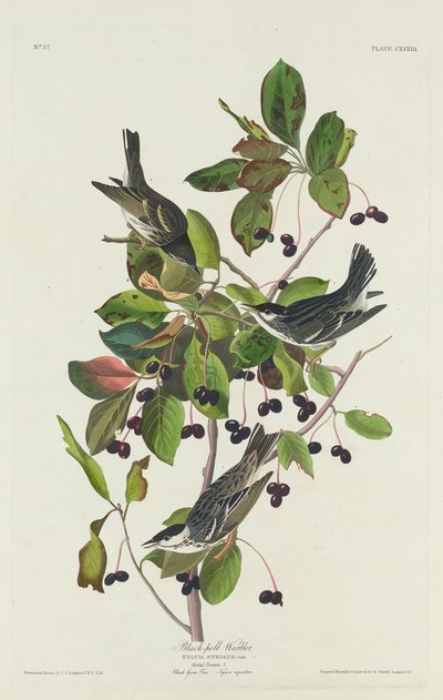 Black-Pool Warbler tekijältä Robert Havell after John James Audubon
