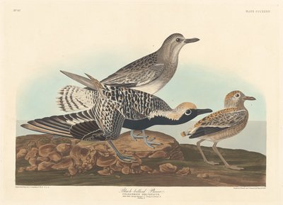 Mustavatsa Plover tekijältä Robert Havell after John James Audubon