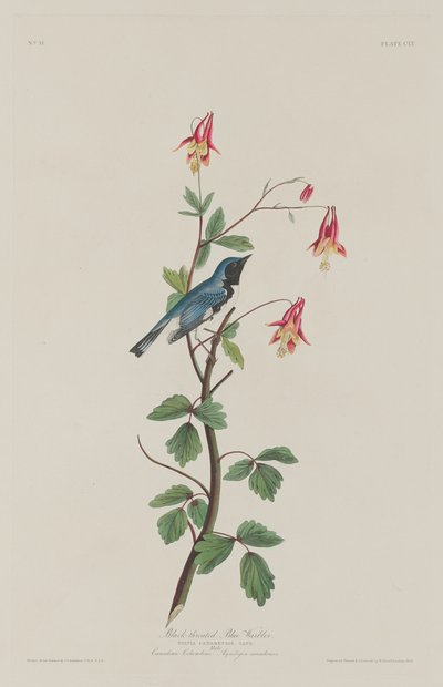Mustakurkkusinikirkko tekijältä Robert Havell after John James Audubon
