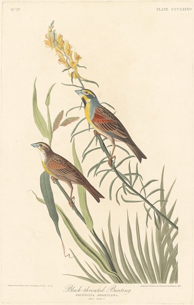Mustakurkkusirkku tekijältä Robert Havell after John James Audubon
