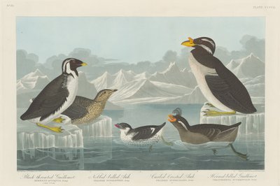 Mustakurkku-Gillemot, Nobbed-Billed Auk, Curled-Crested Auk ja Horned-billed Guillemot tekijältä Robert Havell after John James Audubon