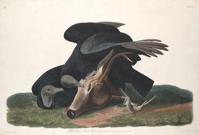 Musta Korppikotka tekijältä Robert Havell after John James Audubon
