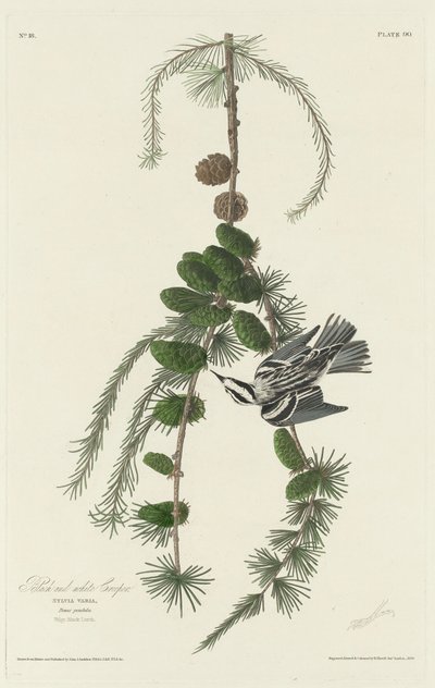 Mustavalkoinen Creeper tekijältä Robert Havell after John James Audubon