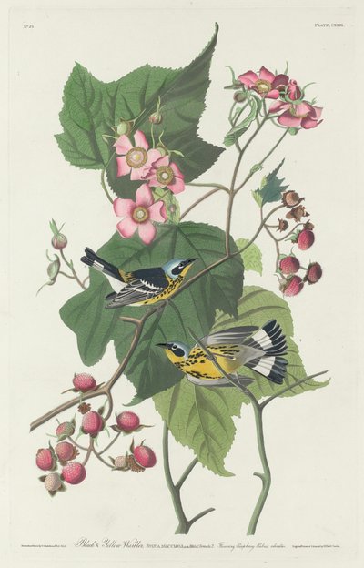 Musta ja keltainen parta tekijältä Robert Havell after John James Audubon