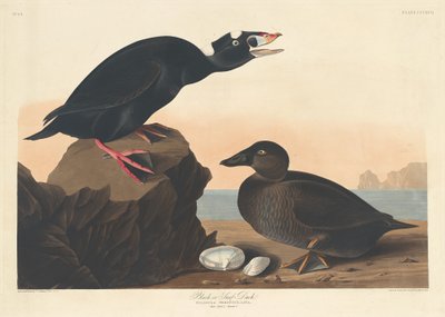 Musta tai Surf Duck tekijältä Robert Havell after John James Audubon
