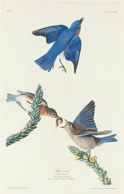 Sinikka tekijältä Robert Havell after John James Audubon