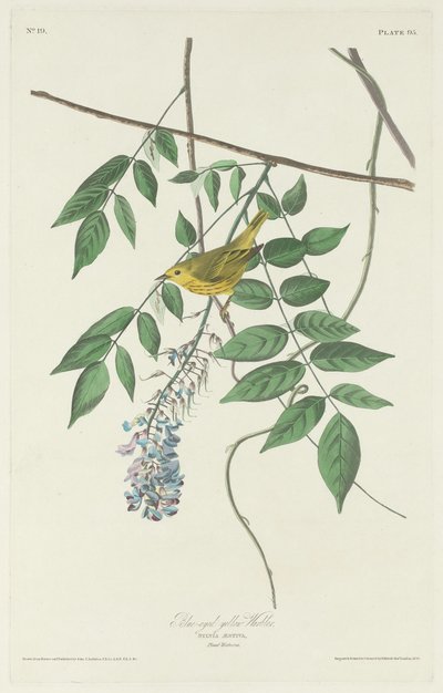 Sinisilmäinen keltainen parta tekijältä Robert Havell after John James Audubon