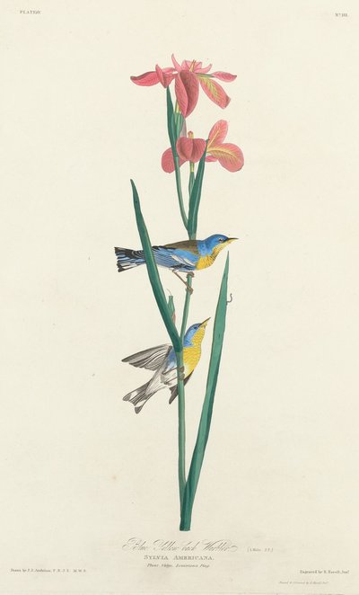 Sininen Keltaselkäkirkko tekijältä Robert Havell after John James Audubon
