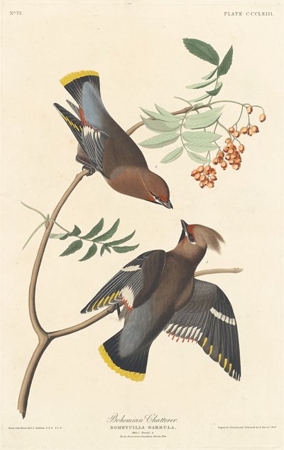 Boheemi chatterer tekijältä Robert Havell after John James Audubon