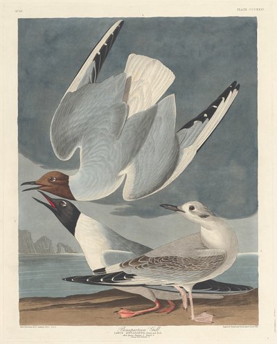 Bonapartian lokki tekijältä Robert Havell after John James Audubon