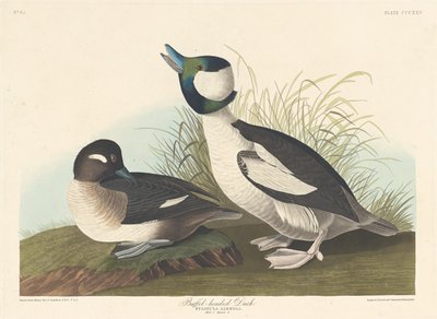 Buffel-head Duck tekijältä Robert Havell after John James Audubon