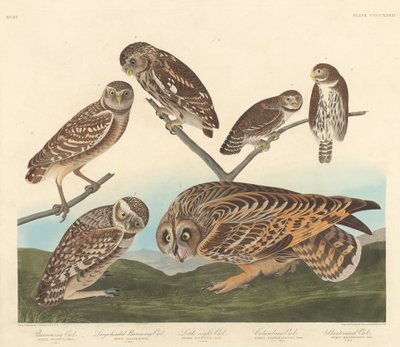 Kaivauspöllö, isopäinen pöllö ja pieni yöpöllö tekijältä Robert Havell after John James Audubon