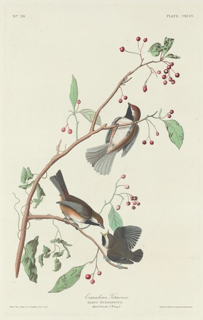 Kanadan Titmouse tekijältä Robert Havell after John James Audubon