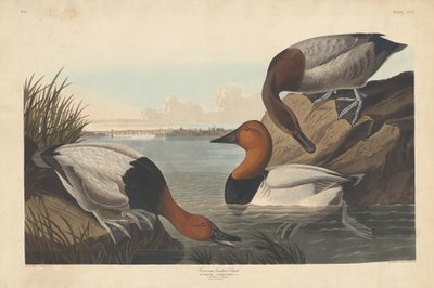 Kanvasselkäinen ankka tekijältä Robert Havell after John James Audubon