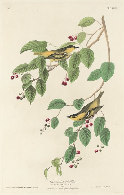 Hiilihapotettu hirvi tekijältä Robert Havell after John James Audubon