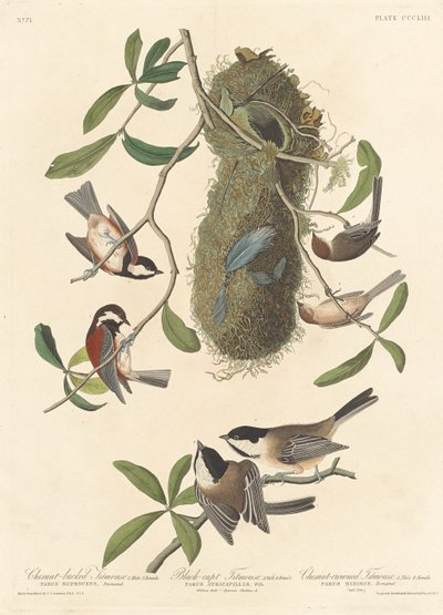 Kastanjaselkätiainen, mustakärkinen tiainen ja kastanjakruunutiainen tekijältä Robert Havell after John James Audubon