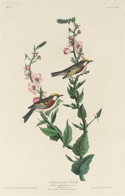 Kastanja-sivuinen hirvi tekijältä Robert Havell after John James Audubon