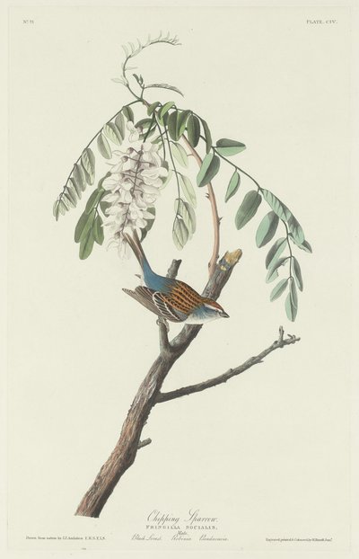 Chipping Sparrow tekijältä Robert Havell after John James Audubon