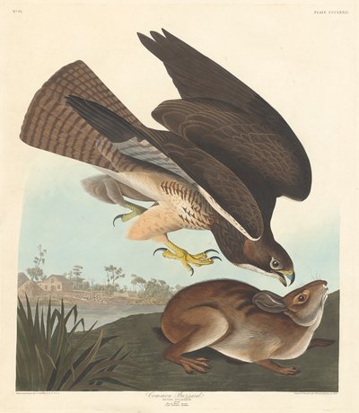 Tavallinen hiirihaukka tekijältä Robert Havell after John James Audubon