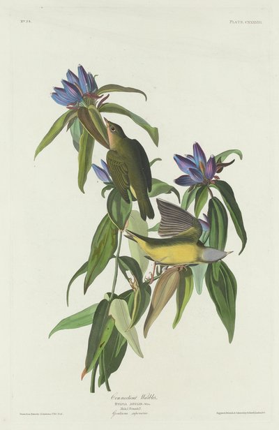 Connecticut Warbler tekijältä Robert Havell after John James Audubon