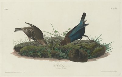 Lehmäsirkku tekijältä Robert Havell after John James Audubon