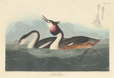 Harjakurkku tekijältä Robert Havell after John James Audubon