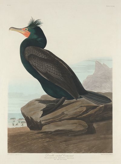 Kaksiharjainen merimetso tekijältä Robert Havell after John James Audubon