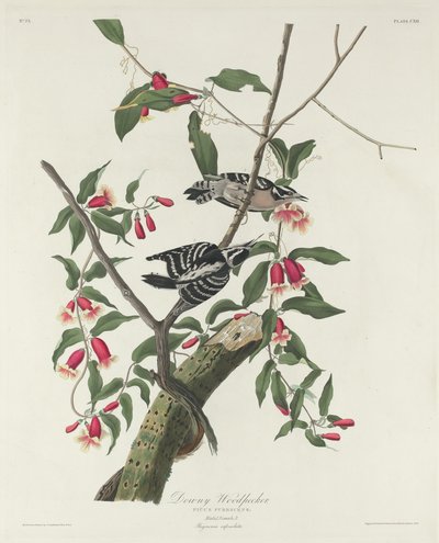 Untuvainen tikka tekijältä Robert Havell after John James Audubon
