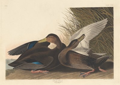 Dusky Duck tekijältä Robert Havell after John James Audubon