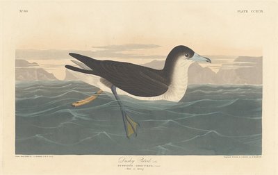 Dusk Petrel tekijältä Robert Havell after John James Audubon