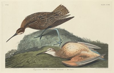 Curlew-eskimot tekijältä Robert Havell after John James Audubon