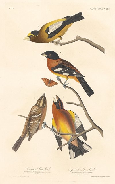 Iltapikka ja täpläpikka tekijältä Robert Havell after John James Audubon