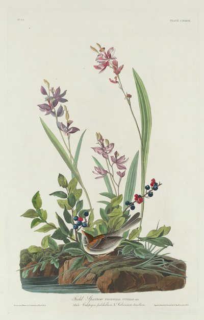Field Sparrow tekijältä Robert Havell after John James Audubon