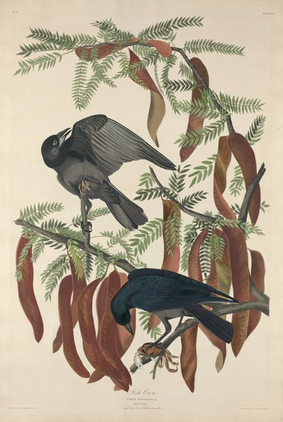 Kala Crow tekijältä Robert Havell after John James Audubon